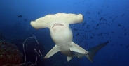 shark_hammerhead_scalloped_mo_ci_h_0243_cos4199.jpg